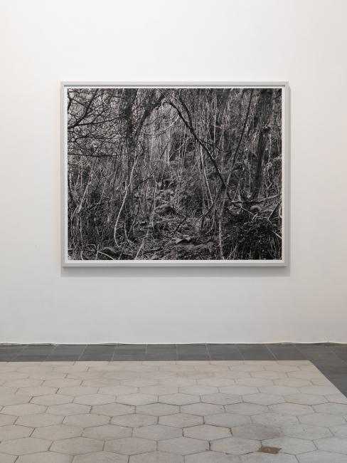 The structure of a forest #12 (installation 1)